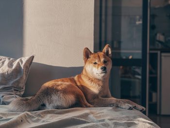 Can a Shiba Inu Live in An Apartment?