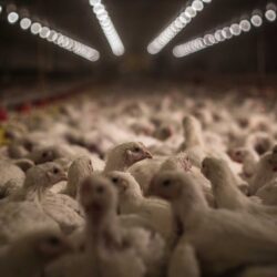 Starved, Separated, or Force-Fed: The Life of a Farmed Animal
