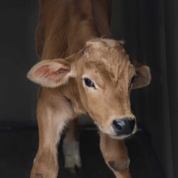 Newly-Released: Calves Mutilated by Mexico’s Dairy Industry