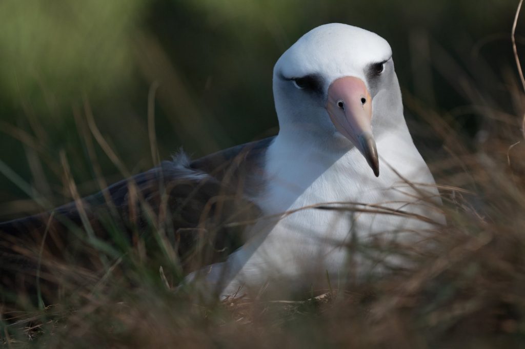 The Wildlife Toll: Why Continuing Resolutions Fall Short For The  National Wildlife Refuge System