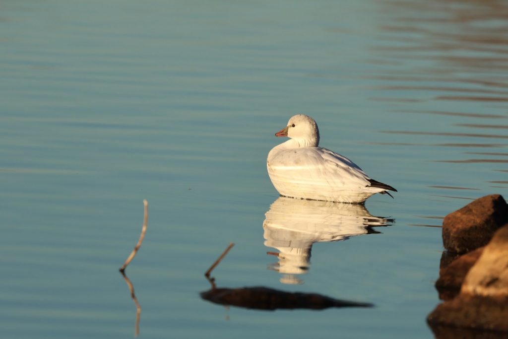 Strengthening Conservation Advocacy: Congressional Wildlife Refuge Caucus Expansion & Reconstitution