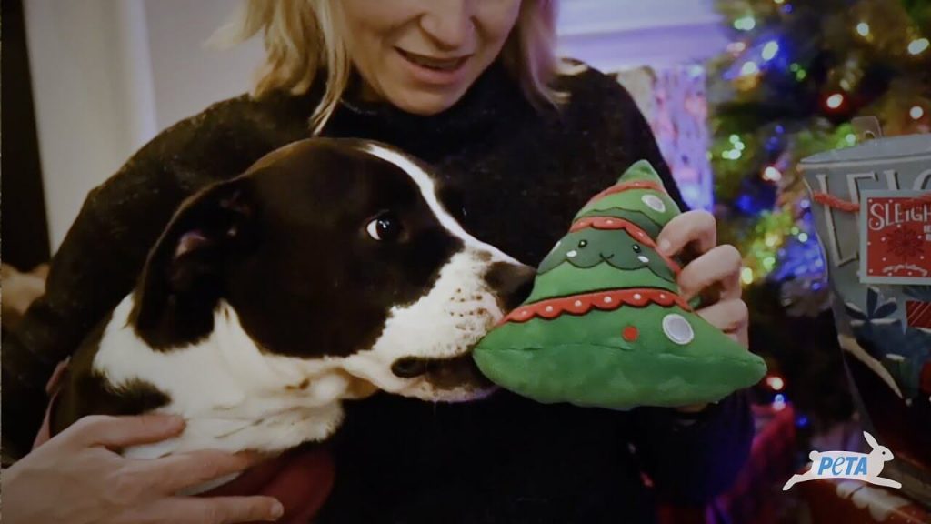 PETA Was ‘Santa Paws’ for Duke: See This Formerly Chained Dog’s First Christmas