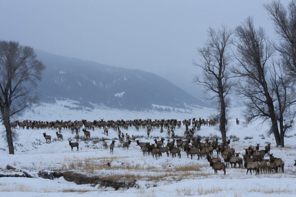 Winter’s Tranquility Descends Upon National Wildlife Refuges: A Season of Sparkling Silence and Quiet Wonders