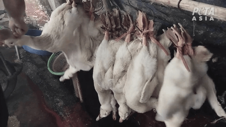 ‘Dead Ducks’ to Ruffle Michigan Avenue H&M’s Feathers Over Cruel Down Sales