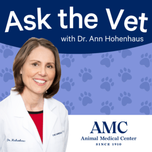 Ask the Vet: Your Pet Health Questions Answered