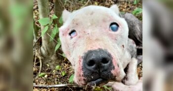 Blind Pit Bull Ached To Be Saved But No One Showed And Then She Heard A Woman