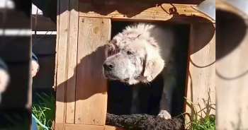 Abandoned Dog Left In A Doghouse Rejoices When He Finds His New Mom