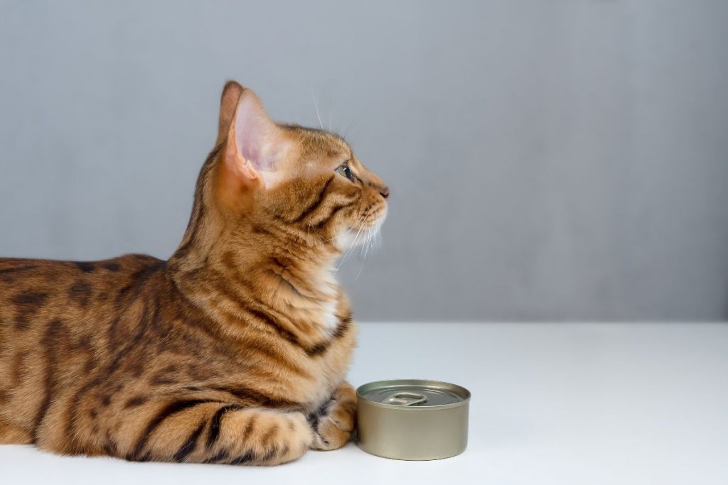 6 Non-Prescription Low-Phosphorus Wet Cat Food Reviews