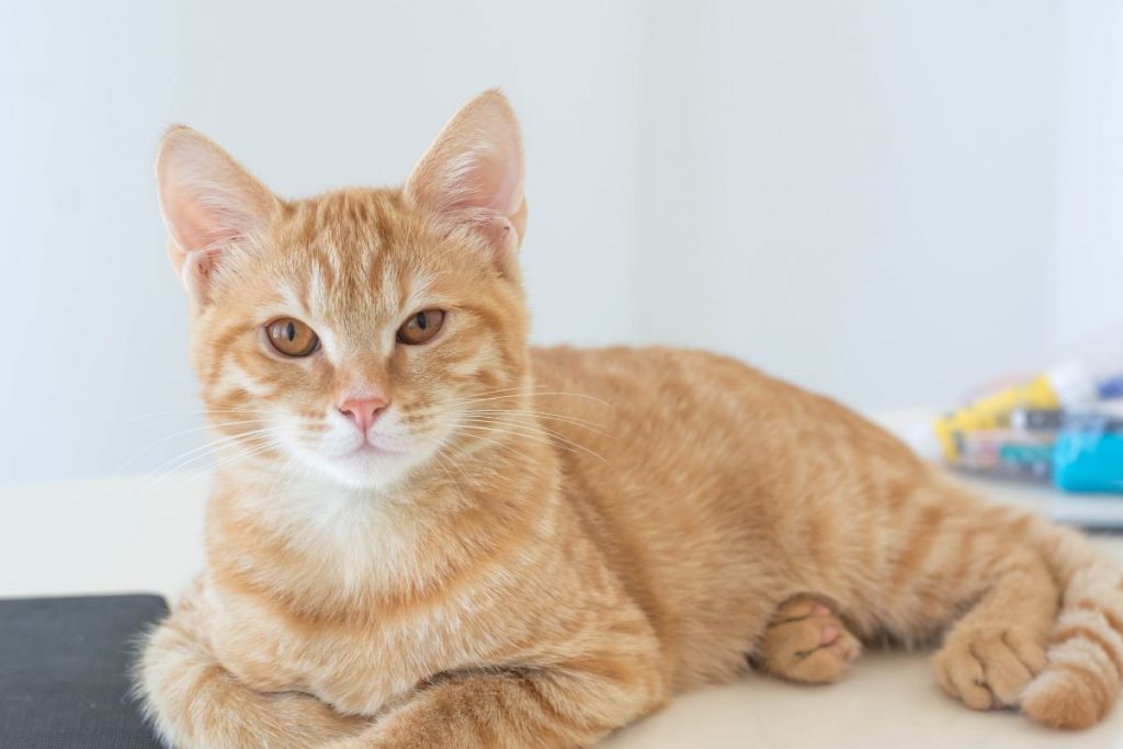 Zorbium for Cats: What Is It Used for?