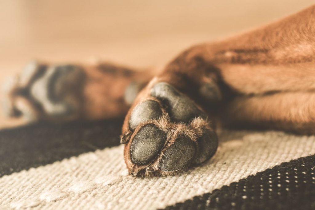 My Dog’s Paws Are Red Between The Toes