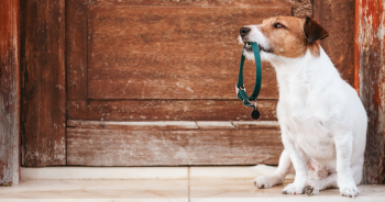 10 Best Collars For Dogs With Sensitive Skin