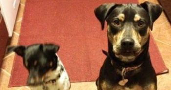 You Helped This Dog With Arthritis Find New Friends In Her Forever Home