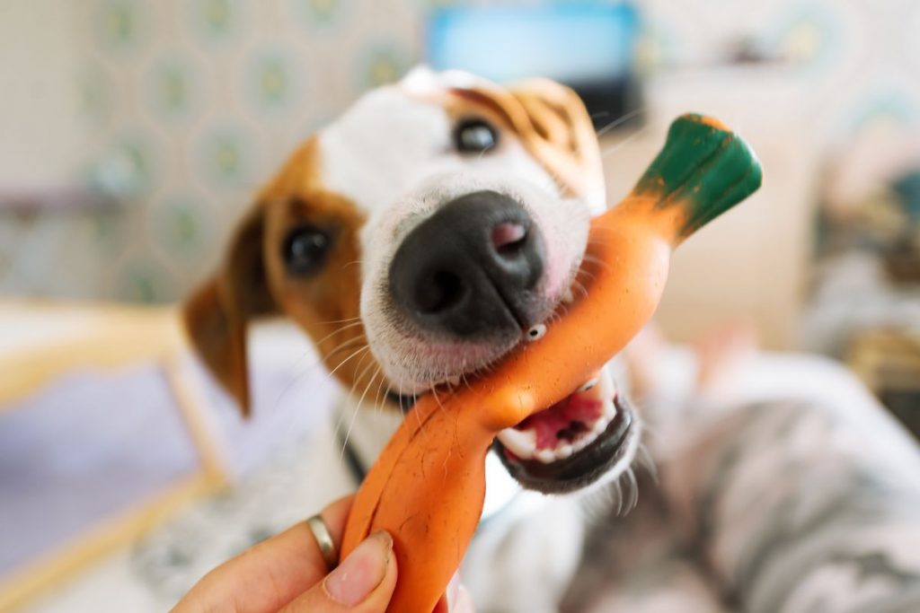 10 Best Dog Toys for Christmas Reviewed