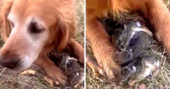 Woman Thinks Her Dog Caught Baby Birds, Then She Looked Between The Dog’s Paws