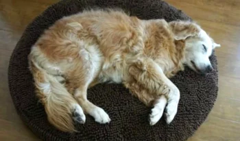 Strange Dog Plops Down In A Woman’s House With A Note On His Collar