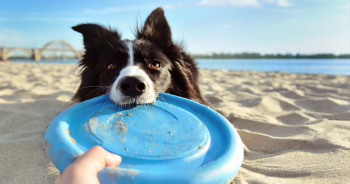 8 Best Dog Beach Toys