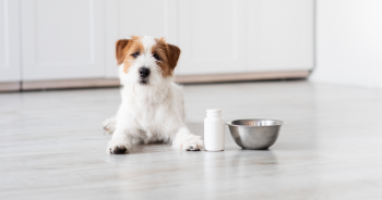 5 Best Supplements for Dogs With Diabetes