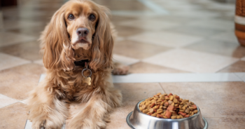 10 Best Dog Food Options For Picky Eaters – 2023