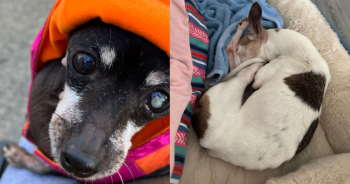 You Helped This 15-Year-Old Mostly Blind Pup Get Special Kidney Food