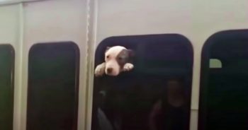 Woman Finds Trapped Pittie With Head Sticking Out Of Stolen Bus Window