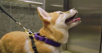 Puppy Eagerly Waits For Elevator Doors To Open And Reveal Her New Life
