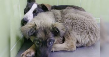 Puppies ‘Huddled’ Together With Shared Scars Of Trauma They Both Carried