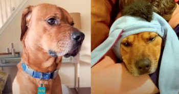 Mom Comes Up With Magic Remedy For Anxious Dog That Shakes And Trembles
