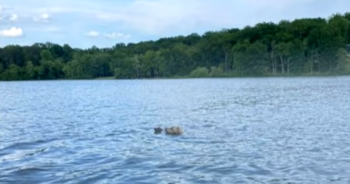 Terrified Baby Fawn Starts Drowning But A Brave Hero Dog Decides To Jump Into Lake