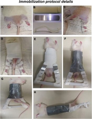 Brazilian University Wins PETA ‘JunkSci Award’ for Sending Rats to Guillotine