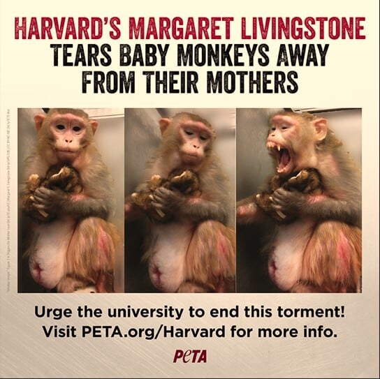 Banned From the Airwaves, PETA Ad Aimed at Harvard Monkey Torment Debuts at Holiday Markets