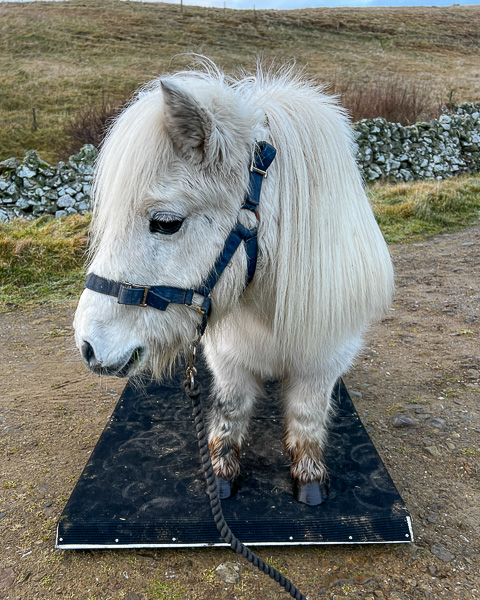 Weighing and Farrier Day