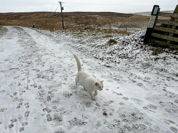 A Winter Walk