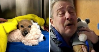 Guy Saves Battered Puppy And Finally Comes Forward To Collect His ‘Reward’