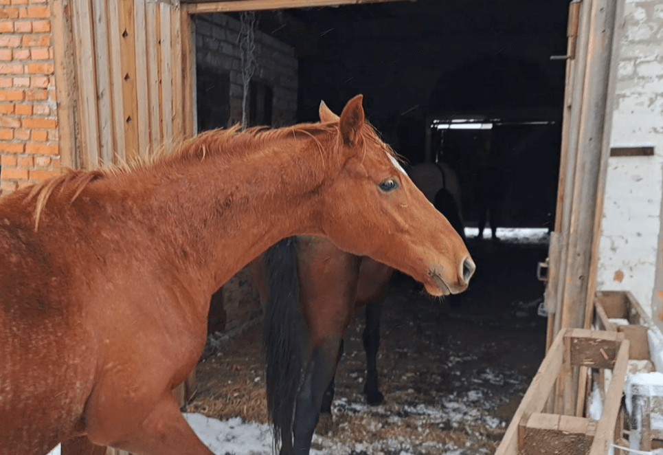 Rescuers in Action: Watch Pregnant Horse Maria’s Jaw-Dropping Escape From Death