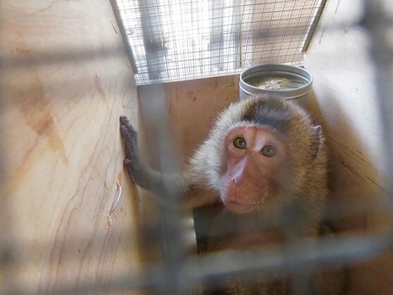 Huge Increase in Tuberculosis-Infected Monkeys Shipped to U.S. Labs, CDC Says; PETA Urges Import Suspension