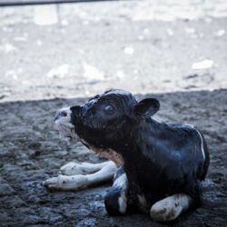 Cold Truth about Dairy: Calves Frozen, Punched, Killed, and Stuffed