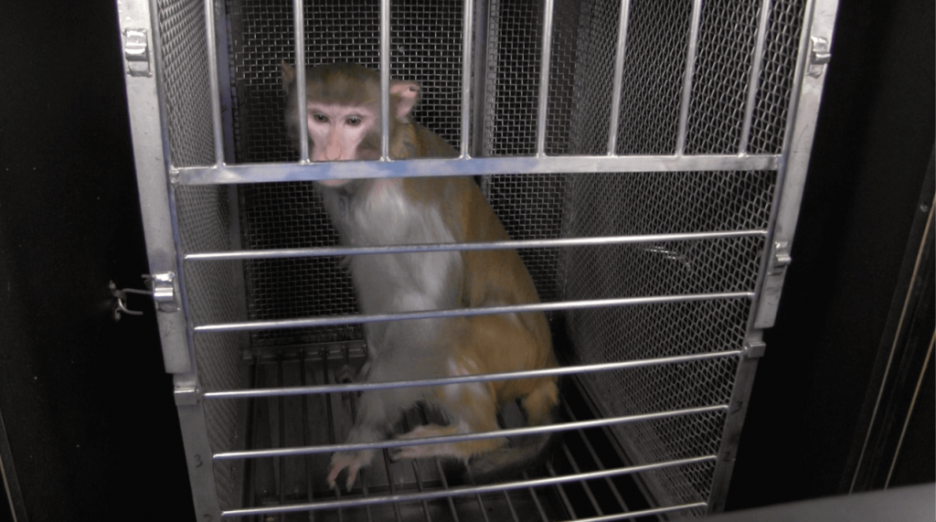 Negligence, Incompetence Lead to Dozens of Animal Deaths in FDA Labs