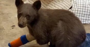 Bear Cub Captured On Camera Taking A Bath In A Puddle With His Tiny Toy Bear