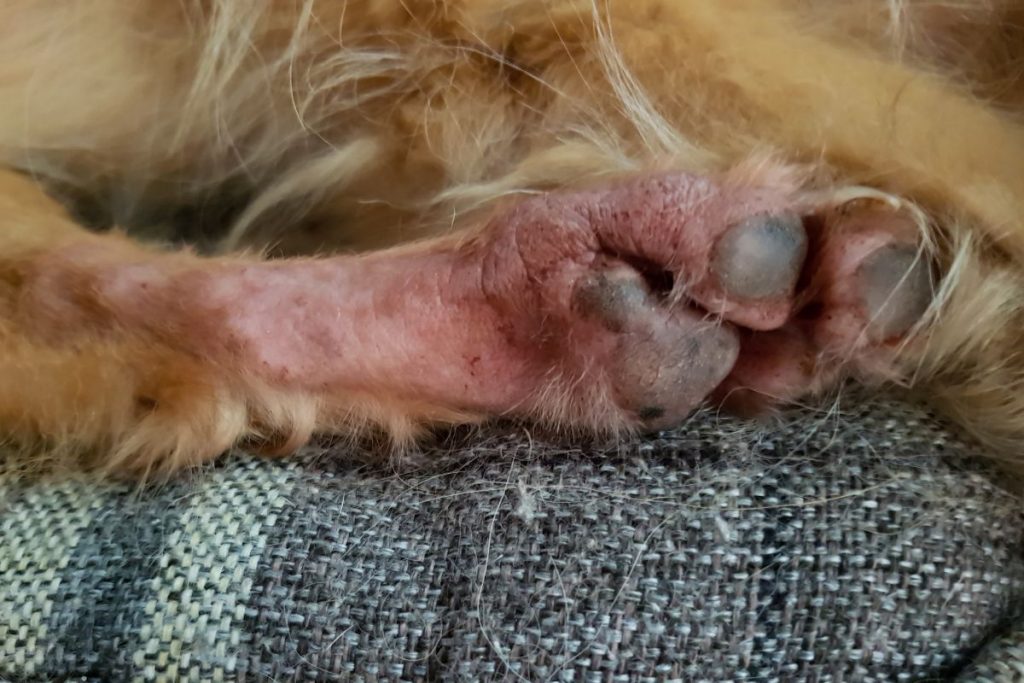 Blisters on Dog Paws: Treatment and Prevention