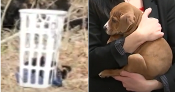 Puppies Dumped Like ‘Trash’ In The Freezing Cold, Police Searching For Suspects