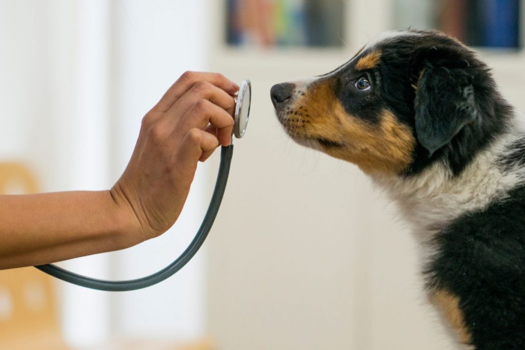 Lupus in Dogs: Needs, Symptoms & Real Veterinary Solutions