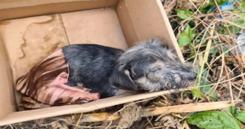 Adorable Puppy From A Box Gets A Second Chance For Life