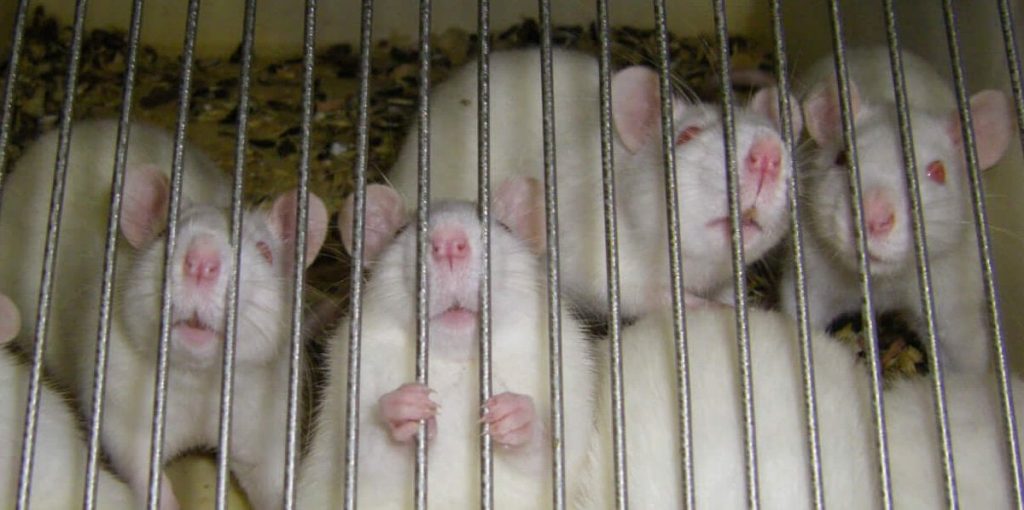 PETA Blasts FDA After Uncovering Incompetence, Disregard in Agency’s Jefferson Laboratory