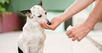 5 Symptoms Of Canine Arthritis And How To Ease Your Dog’s Pain