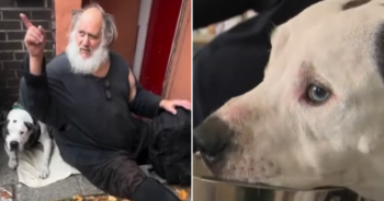 Homeless Veteran In Wheelchair Refuses To Give Up His Dog For Home In Shelter