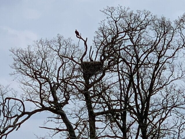 Urge Highfill, Arkansas, to Protect Bald Eagles From Developers!