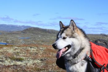 Traveling with a Alaskan Malamute: Tips for Success