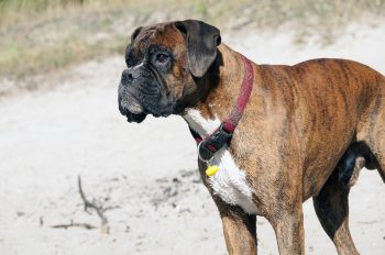 Traveling with a Boxer: Tips for Success