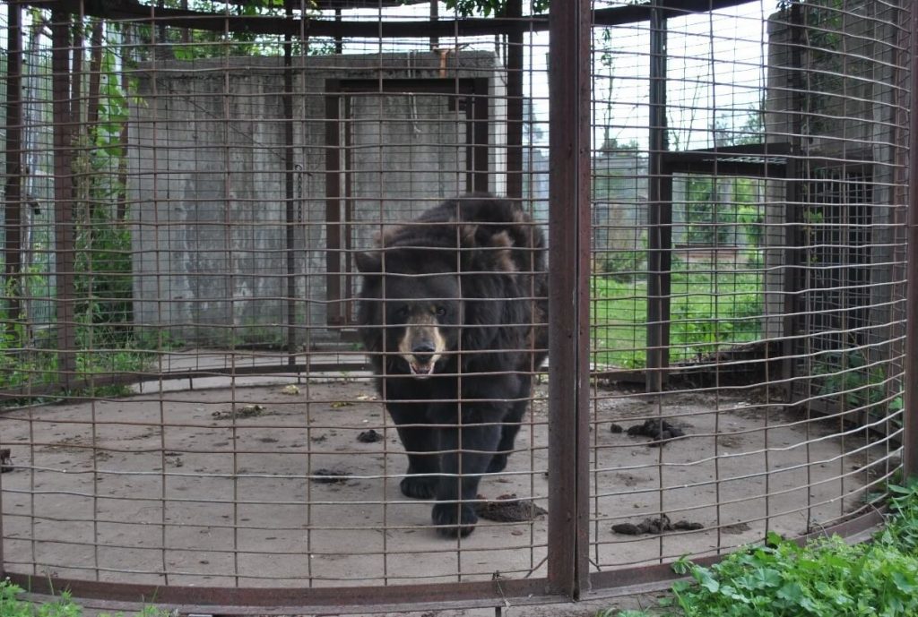 Feds Find Ailing Animals, Maggot-Filled Food at Local Roadside Zoo After PETA Tip