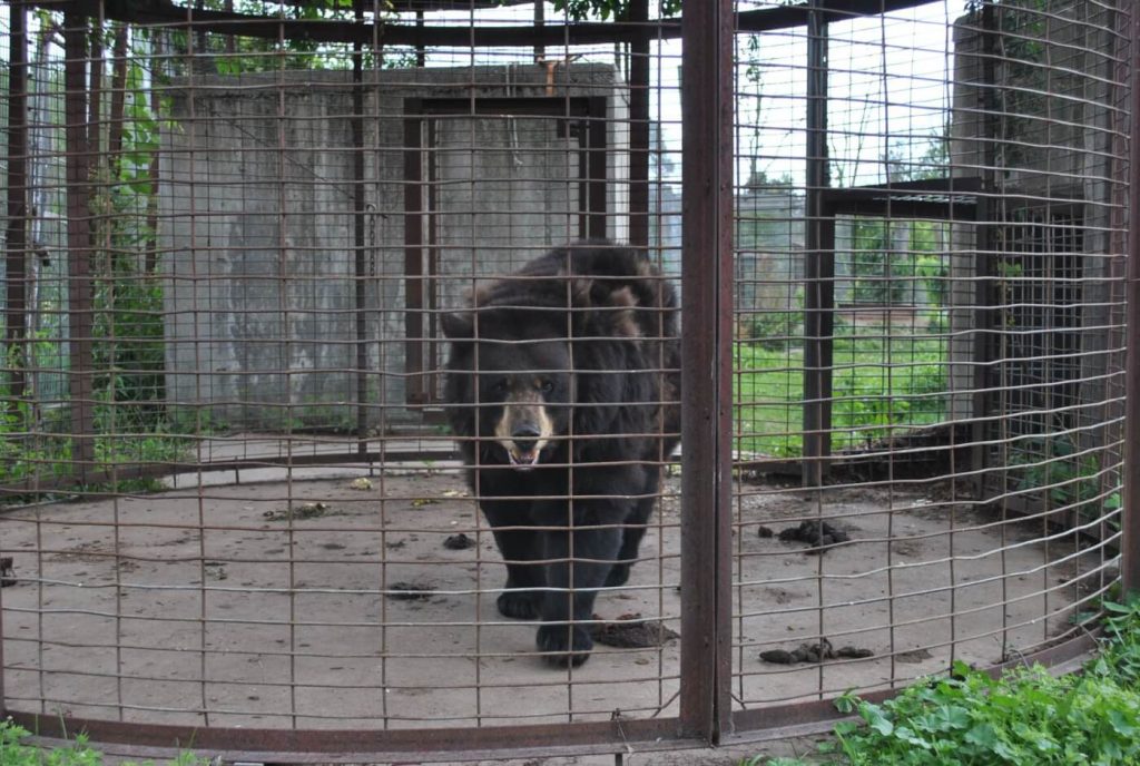 Feds Find Ailing Animals, Maggot-Filled Food at Animal Haven Zoo After PETA Tip